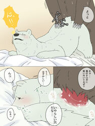 grizzly male_only polar_bear polar_bear_cafe shirokuma shirokuma_cafe