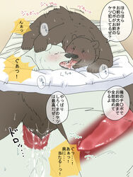 grizzly male_only polar_bear polar_bear_cafe shirokuma shirokuma_cafe