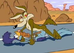 bird brown_fur canine coyote day interspecies looney_tunes male male_only mammal mikachutuhonen missionary_position multiple_males nude outdoors road road_runner_(looney_tunes) roadrunner sex side_view soft_feathers tagme wile_e._coyote yaoi