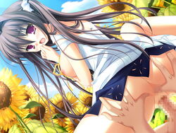 blush censored cowgirl_position dutch_angle flower natsu_yume_nagisa outdoors reverse_cowgirl_position sex straddle sunflowers vaginal_penetration