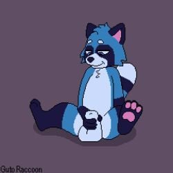 1:1 1boy 2025 2025s 2_eyes 2d 2d_(artwork) 2d_animation 2d_artwork 3_fingers animal_genitalia animal_penis animated animation anthro anthro_furry anthro_male anthro_only artist_name ball balls becoming_erect big_balls black_ears black_text blue_body blue_eye blue_eyes blue_eyes_male blue_fur blue_skin blue_skinned_male bodily_fluids boy boy_naked boy_solo canine_genitalia canine_penis character_name cum cum_on_self cumshot digital_media_(artwork) ear ear ejaculation erect_cock erect_dick erect_penis erection feet feet finger fingers furry furry_anthro furry_ears furry_male furry_male_only furry_only furry_tail genital_fluids genitals guto_raccoon gutoraccoon hand knot male male male_anthro male_furry male_nude male_only mammal masturbation men men_naked mouth multicolored_body multicolored_fur multicolored_skin naked naked_boy naked_male naked_man naked_men no_sound no_voice_acting nose nude nude_boy nude_male nude_man only_furry pawpads penile penile_masturbation penis penis_erection pixel pixel_(artwork) pixel_animation pixel_art procyonid purple_background raccoon raccoon_boy raccoon_ear raccoon_ears raccoon_tail sheath short_playtime simple_background solo solo_boy solo_male solo_male solo_man tagme tail throbbing throbbing_balls throbbing_penis video