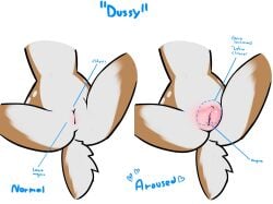 animal_genitalia animal_humanoid anthro apple(dckiq) apple_(dckiq) clitoris dckiq deer deer_fur deer_girl deer_humanoid deer_pussy deer_tail diagram dussy furry labia_clitora labia_majora normal_vs_aroused puffy_pussy sensitive_pussy swollen_pussy vagina