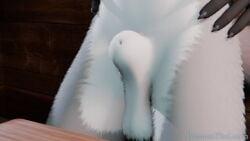 3d_(artwork) 3d_animation animal_genitalia animated anthro balls bananastheleech bedroom_eyes blue_body bouncing_balls canid canine cutting_board digital_media_(artwork) duo ear_flick ears_up erection female foepaws fox fur furniture genitals gloves_(marking) green_eyes grey_body grey_fur male mammal markings multicolored_body multicolored_fur narrowed_eyes penis seductive sheath short_playtime solo table white_body white_fur