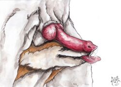 2014 ambiguous_gender animal_genitalia animal_penis anthro artist_logo balls bodily_fluids canid canine canine_genitalia canine_penis cum cum_on_tongue dated duo erection fox fur genital_fluids genitals knot kola_(artist) logo male male/ambiguous mammal mouth_closed orange_body orange_fur penis penis_on_face red_penis red_tongue sheath signature simple_background tongue tongue_out white_background white_balls white_body white_fur white_sheath