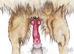 2015 ambiguous_form ambiguous_gender ambiguous_species animal_genitalia animal_penis artist_logo canine_genitalia canine_penis dated duo erection feral fur genital_focus genitals kola_(artist) licking logo male male/ambiguous oral penile penis penis_focus penis_lick pink_tongue red_penis sex simple_background solo_focus tan_body tan_fur tongue traditional_media_(artwork) whiskers white_background