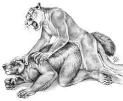 anal anthro blotch cougar feline fur furry furry_only gay interspecies male monochrome mustelid painful sex wolverine