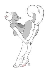 2012 anthro bent_over breasts canine charon2 female fur furry husky nude presenting pussy raised_tail sideboob solo