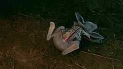 1boy alice_in_wonderland alice_in_wonderland_(1951_film) disney erection faint feral lagomorph male male_only penis rabbit solo unconscious white_rabbit_(disney)