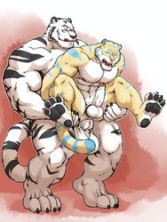 abs anal anal_sex anthro balls biceps big_balls big_penis byakkotiggeh claws feline fur furry furry_only gay grisser holding male nipples paws pecs penetration penis riding sex size_difference stripes tiger tongue white_tiger