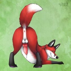 2012 anatomically_correct anus ass_up balls canine canine_penis collar cum feral fox fyriwolf666 knot looking_at_viewer looking_back on_front penis presenting raised_tail red_fur solo