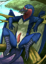 anthro avian avian_penis barefoot beak bird branch color day erection front_view looking_at_viewer male male_only nude outdoors penis profile sitting smile solo swallow_(bird) tail_feathers tree wings