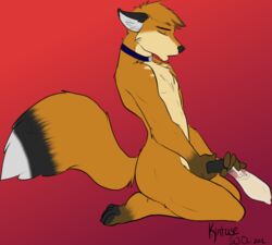 anthro canine condom cum fluffy_tail fox fur furry kintuse kneeling male male_only orgasm penis solo