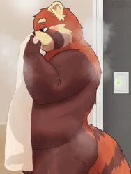2025 3:4 absurd_res ailurid anthro balls belly big_belly blush bodily_fluids erection genitals hi_res k_gutless kemono male mammal musk overweight overweight_male penis red_panda solo standing steam sweat towel