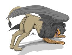 anus ass avian balls bent_over feral gryphon male_only presenting soulgryph