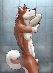 anthro bask canine dog fur furry husky male male_only no_humans nude rawrhusky sheath shower side_view solo washing