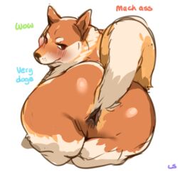 2018 anus ass big_butt blush brown_eyes brown_fur brown_nose canine digital_media_(artwork) doge english_text feral fur lightsource looking_at_viewer looking_back lying male mammal meme multicolored_fur multicolored_tail raised_tail rear_view shiba_inu shortstack signature simple_background solo text triangular_anus two_tone_fur two_tone_tail what white_background white_fur zoophilia