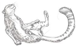 2013 cheetah feline female feral pussy sketch solo spread_legs spreading toradoshi