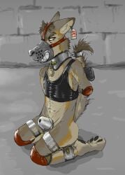 2019 anthro balls binder_(restraint) biped black_eyes bondage brown_body brown_fur brown_hair canid canine canis chastity_cage chastity_device clothing collar collar_tag coyote ear_piercing ear_tag elbow_pads facial_piercing fake_smile fur genitals hair hands_tied_behind_back knee_pads kneeling kneeling_on_ground latex latex_clothing latex_shirt latex_tank_top latex_topwear male male_focus male_only mammal metal_chastity_cage muzzle_(object) muzzled nose_piercing nose_ring permanent_chastity_device piercing posture_collar raised_tail restraints ring_piercing shirt slave slim_anthro slim_male slim_sub snickersthecat solo submissive submissive_anthro submissive_male tail tank_top topwear yellow_eyes yellow_sclera