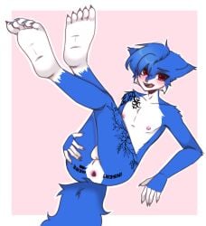 5_toes absurd_res anthro anus awfings balls domestic_cat feet felid feline felis gaping gaping_anus genitals hi_res humanoid_feet maine_coon male mammal nude_male plantigrade solo spread_anus spreading sylvester_adams tattoo toes