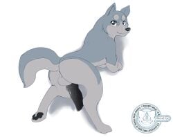 akita akita_inu animal_genitalia animal_penis canid canine canine_genitalia canine_penis canis domestic_dog feral genitals ginga_(series) knot looking_at_viewer looking_back male mammal metalfox penis solo spitz weed_(ginga)