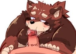 2025 anthro botamochi_(tsurugi) canid canine censored duo erection genitals hi_res kemono male male/male mammal oral overweight overweight_male penis raccoon_dog simple_background solo_focus tanuki tsurugi white_background
