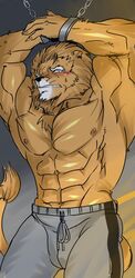 2013 abs anthro biceps feline fur hair hentist lion male male_only muscles pecs pose solo