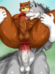 anal anthro ass balls bear canine fur furry furry_only gay juuichi male morenatsu no_humans penis ten_kodori wolf