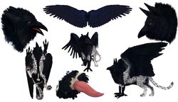 avian balls beak bird crow erection feline feral grave_gryphon gryphon high_resolution jaguar male model_sheet nude paws penis plain_background raven_(bird) solo talons tatchit white_background wings