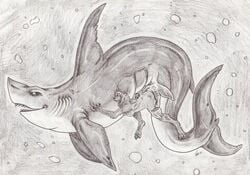 anthro anthro_only canine claspers female fish furry interspecies killveous male marine no_humans penetration shark size_difference straight underwater