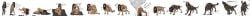 2021 animal_genitalia animal_penis anus ass avatar_the_last_airbender canid canine canine_penis canis cum ejaculation female female_to_male ftm_transformation fur_growth gender_transformation horny human_to_feral katara knot knotting_position male naked nickelodeon nude penis penis_growth sequence sheath simple_background skuld0s snout_growth testicles transformation transformation_sequence werewolf what widescreen wolf