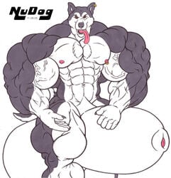 2005 animal_genitalia balls big_balls canine huge_balls huge_cock hyper malamute male male_only mammal muscular nudog penis sheath solo tongue