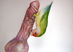 art avian balls bird blood brittany_zagoria disembodied_penis feral gay human male penis tagme vein watercolor