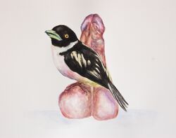 art avian balls bird brittany_zagoria disembodied_penis feral gay human male penis tagme traditional_media vein watercolor