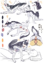 anal anal_sex anus ass ass_up canine dog feral gay human interspecies isaki male penetration penis size_difference yaoi zoophilia