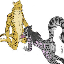 2013 anthro ass balls black_hair bottomless cheetah clouded_leopard color erection face feline fellatio female fur furry furry_ass furry_tail hair interspecies jasiri leopard male nude oral oral_sex penis raised_tail sex sketchnights straight tail topless white_background