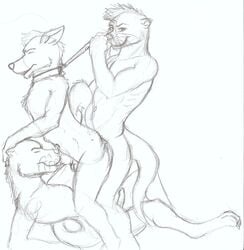 anal anal_sex anthro balls canine closed_eyes collar efenrai erection fellatio from_behind furry group hand_on_head leash male mammal mustelid nude oral oral_sex otter penetration penis sex threesome wolf yaoi