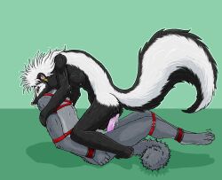 absurd_res after_sex anthro anthro_on_anthro anthro_pred anthro_prey bdsm black_body black_fur bodily_fluids bound breasts butt cum cum_on_penis duo ear_piercing ear_ring erection felid female female_anthro female_pred fluffy fluffy_tail fur genital_fluids genitals green_background grey_body grey_eyes grey_fur head_first hi_res interspecies legs_tied male male/female male_anthro male_prey mammal mephitid nipples nude nude_anthro nude_female onyx_(strega) oral_vore partially_inside penis piercing ring_piercing sex_with_pred simple_background skunk strega tail vore white_body white_fur