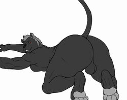 1boy 2012 4_toes all_fours anthro ass balls biceps big_butt black_fur digitigrade ebonysilver feline fur hybrid lion looking_at_viewer looking_back male male_only muscles nude panther plain_background red_eyes solo teasing teeth vamplust