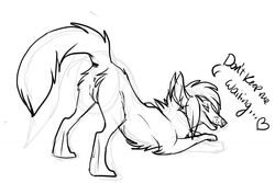 anus ass_up black_and_white canine dialog dog english_text female feral fox furry inviting monochrome no_humans pussy sketch solo text whitefeathersrain