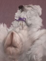 3:4 anatomically_correct anatomically_correct_genitalia anatomically_correct_vulva animal_genitalia animal_vulva arms_tied bound breasts canid canine canine_genitalia canine_vulva canis close-up domestic_dog el_kyze female feral fur genital_close-up genitals hi_res mammal ring_(jewelry) simple_background solo vulva white_body white_fur