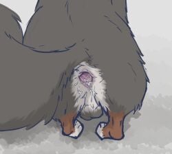 after_anal after_sex anus balls bodily_fluids caninetrash_(artist) cum cum_from_ass cum_in_ass cum_inside feral gaping gaping_anus genital_fluids genitals male solo tail