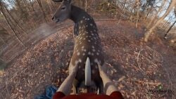16:9 3d_(artwork) 3d_animation anal anal_sex animated ass balls breath brown_body brown_fur camera_view deer digital_media_(artwork) duo erection feral feral_penetrated first_person_view forest from_behind_position fur genitals hi_res human human_on_feral human_penetrating human_penetrating_feral human_pov humanoid_genitalia humanoid_penis interspecies looking_pleasured male male/male male_on_feral male_penetrated male_penetrating male_penetrating_male male_pov mammal outside panting penetrating_pov penetration penile penile_penetration penis penis_in_ass plant realistic_feral sex short_playtime sound tagme tree video widescreen woodworks