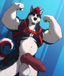 animal_genitalia animal_penis anthro balls biceps big_balls big_penis black_body black_fur brown_eyes canid canine canine_genitalia canine_penis canis curled_tail domestic_dog ear_piercing erection facial_piercing fist fullbodywolf fur furry genitals grey_body grey_fur hair harness hi_res highlights_(coloring) huge_cock husky industrial_piercing knot lip_piercing looking_at_viewer male mammal muscular muscular_male nordic_sled_dog nude penis piercing red_hair red_penis sebastian_the_husky snakebite_piercing solo spitz tail teeth white_body white_fur