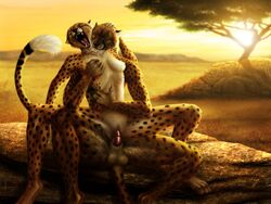 anthro cheetah feline female jocarra male savannah scratch sex spotted_fur straight sunset