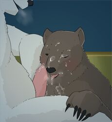 2014 anthro bear blush cafe) cum cum_on_face cum_on_penis erection fur furry furry_only grizzly_(shirokuma grizzly_bear mabit male mammal oral oral_sex penis polar_bear sex shirokuma shirokuma_cafe white_fur yaoi