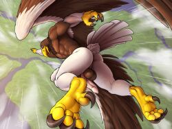 accipitrid accipitriform anthro avian balls bird claws eagle flying genitals growingdragon looking_at_viewer male muscular penis rollwulf solo wings