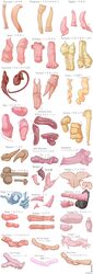 2018 adder anatomy anatomy_reference animal_genitalia animal_penis anthro_only arachnid arthropod artist_name avian baboon bat beetle bird digital_media_(artwork) diphallia diphallism disembodied_penis duck duck_penis echidna echidna_penis educational egging_(artist) emu english_text erection feral gastropod goose goose_penis guinea_pig hemipenes insects japanese_text koala komodo_dragon lagomorph lagomorph_penis lizard male mammal marine marsupial model_sheet monitor_lizard monkey monotreme multi_penis mustelid no_humans opossum ostrich otter partial_male penis penis_chart penis_focus penis_only pinniped possum primate procyonid rabbit raccoon raccoon_penis rat reptile rodent rodent_penis scalie seal seal_penis sheath simple_background slug smooth_penis snake solo spider squirrel tarantula text thylacine weasel white_background