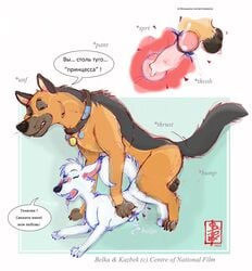 balls belka blush canine canine_penis collar fennec feral german_shepherd kazbek knot penetration penis pussy raised_tail russian_text sex size_difference space_dogs straight text