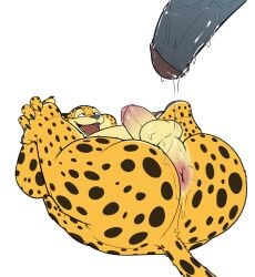 anthro anus ass balls belly benjamin_clawhauser big_belly big_butt cheetah chief_bogo disney duo erection felid feline fur genitals hi_res legs_up lube lubed male male/male mammal markings overweight penis presenting presenting_anus seyrmo spots spotted_body spotted_fur spread_legs spreading zootopia