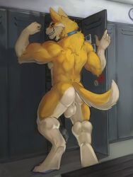 absurd_res anthro ass backsack balls biceps big_balls canid canine canis collar digital_media_(artwork) domestic_dog flexing flexing_bicep fur genitals grin gyfu herding_dog hi_res locker locker_room looking_at_viewer looking_back male mammal muscular muscular_anthro muscular_male nude pastoral_dog presenting rear_view smile solo stor_bjorn_corgi tail welsh_corgi